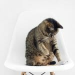 Cat on a white chair