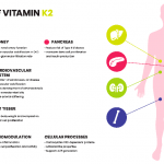 Functions of vitamin K2 in the body