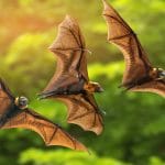 3 flying bats