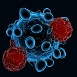 T cells illustration